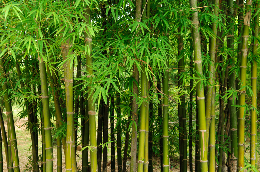 Bamboo forest