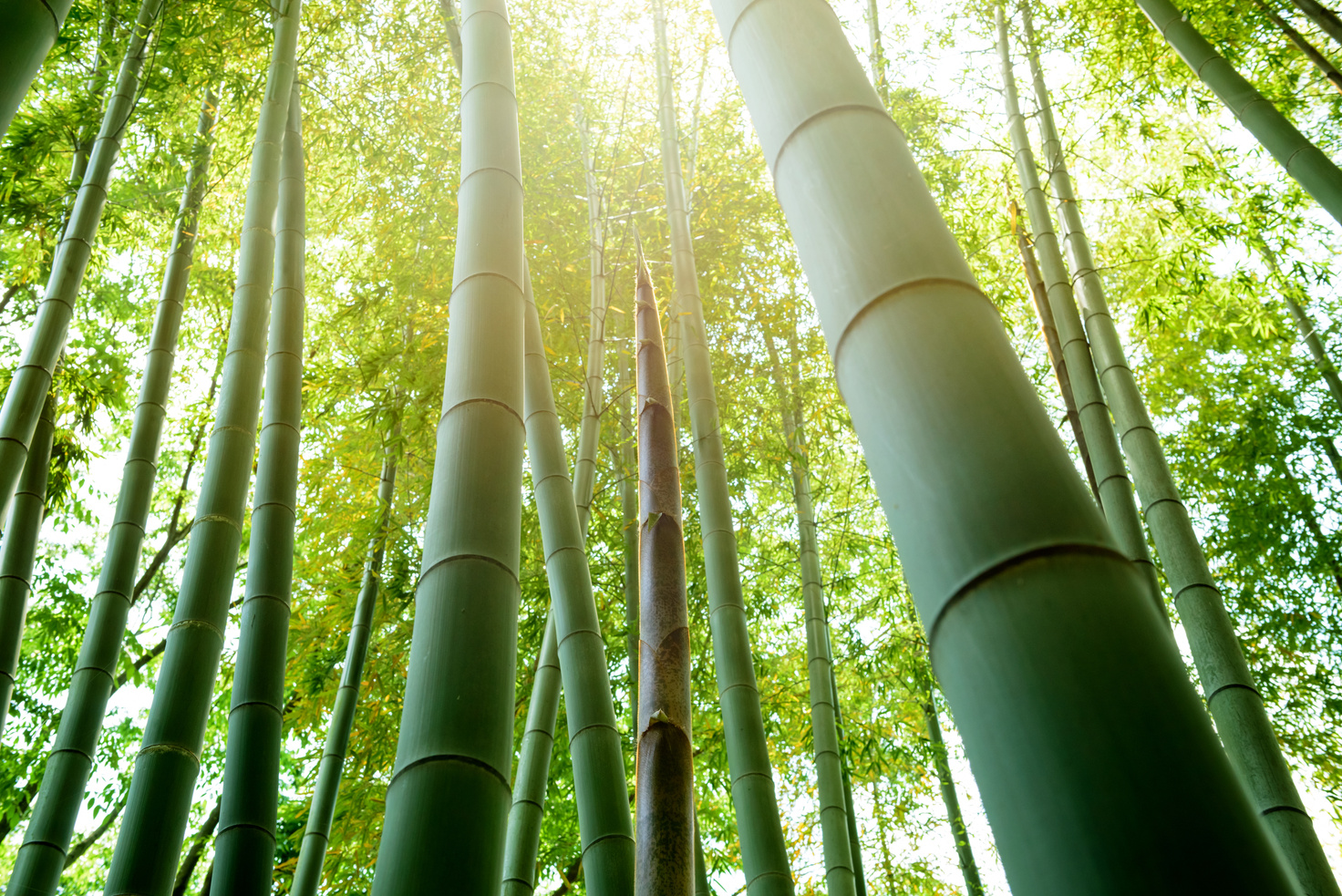 Bamboo grove bamboo shoots